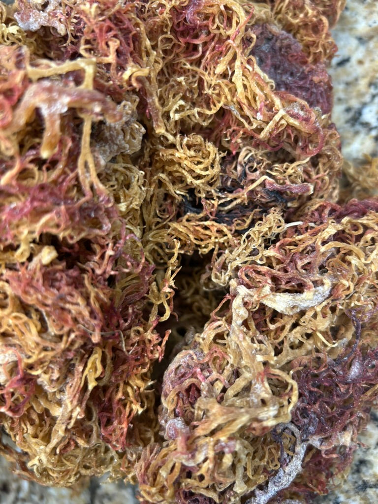 Raw wildcrafted purple and gold sea moss blend — dried whole, showing both purple and golden varieties from the Caribbean