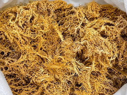 Raw Wildcrafted Golden Sea Moss